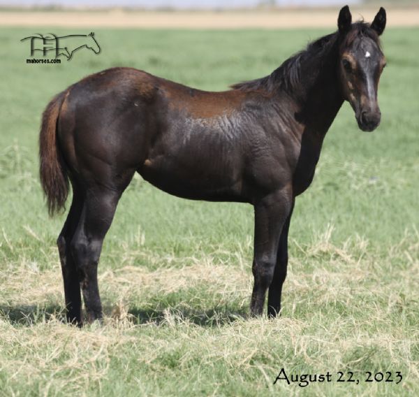 Funny B Redhotribbon's 2023 Filly
